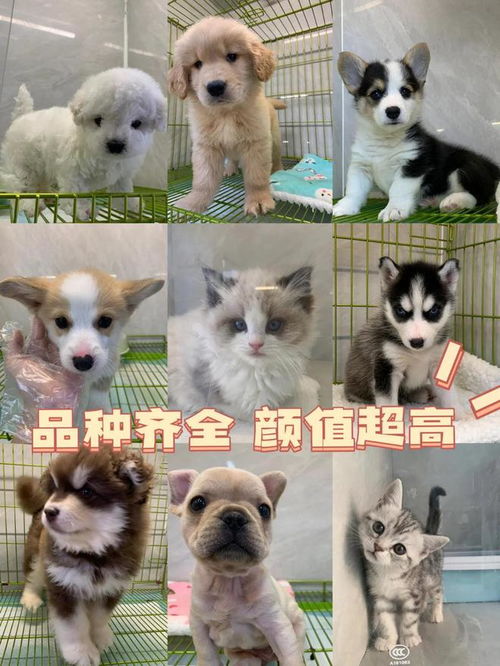 南寧寵物市場指南 實體店挑選與專業(yè)售后一站式服務(wù)