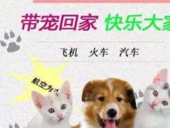 本地專業(yè)寵物托運服務(wù) 全天候覆蓋汽車、火車、空運直達全國